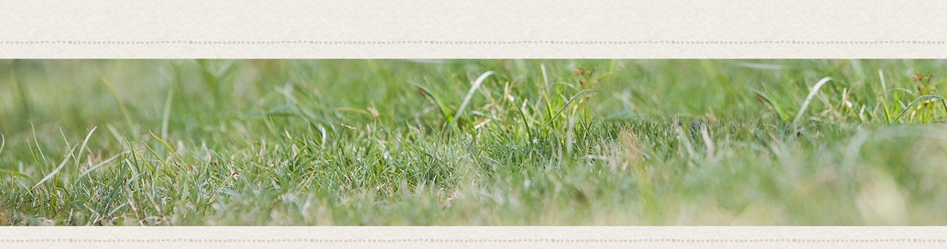 Allevamento pastore tedesco - allevamento pastore tedesco Nettuno Anzio Roma